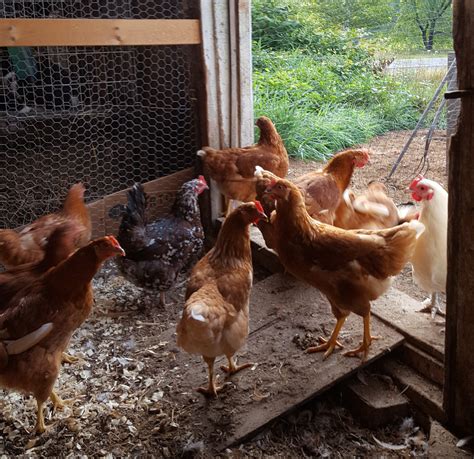 com/ Chicken Scratch Poultry Address - McLeansboro, <b>IL</b> Phone - 618-643-5602 Contact - larry_angie@chickenscratchpoultry. . Laying hens for sale craigslist near illinois